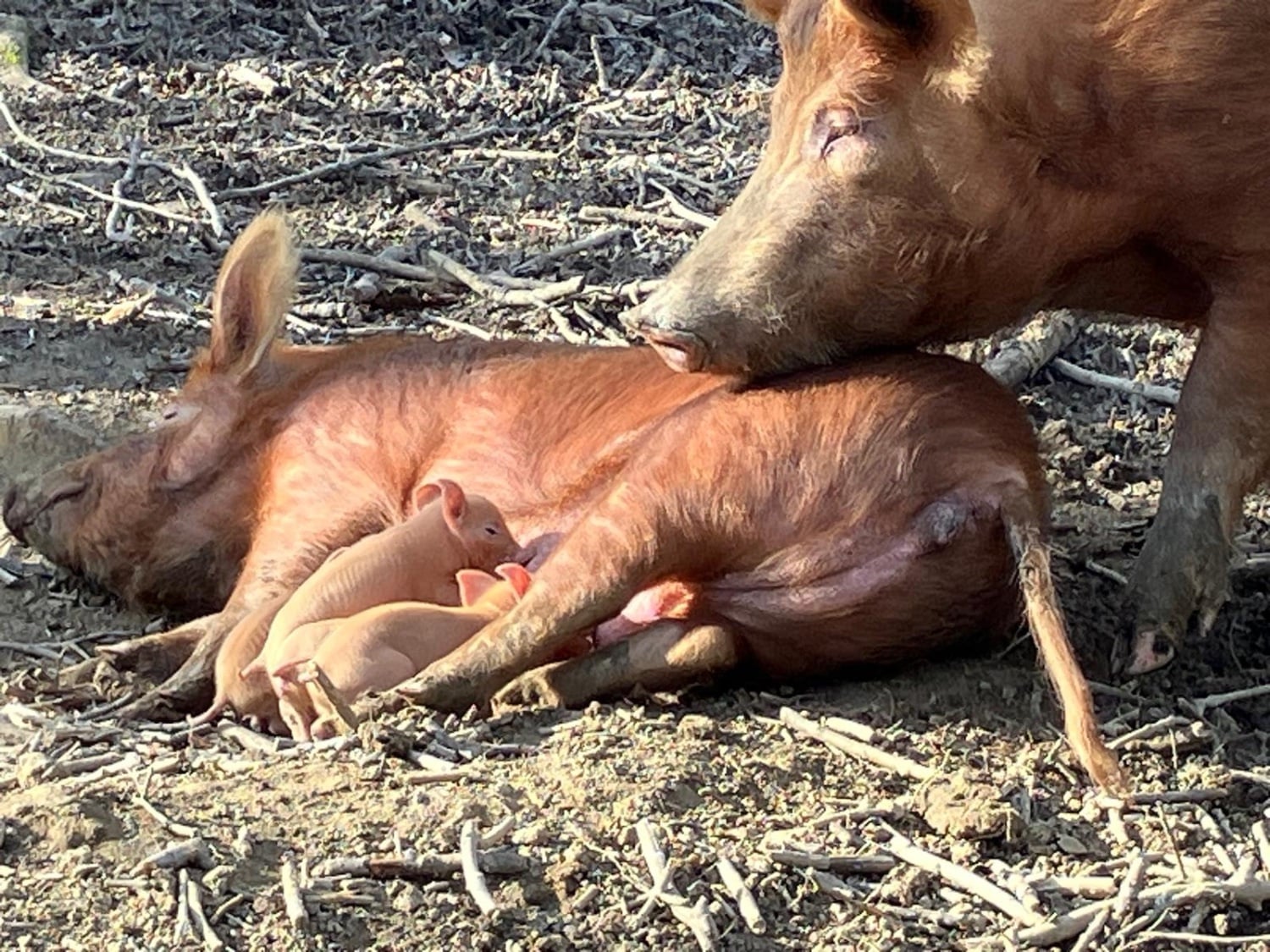 Tamworth weaners for sale