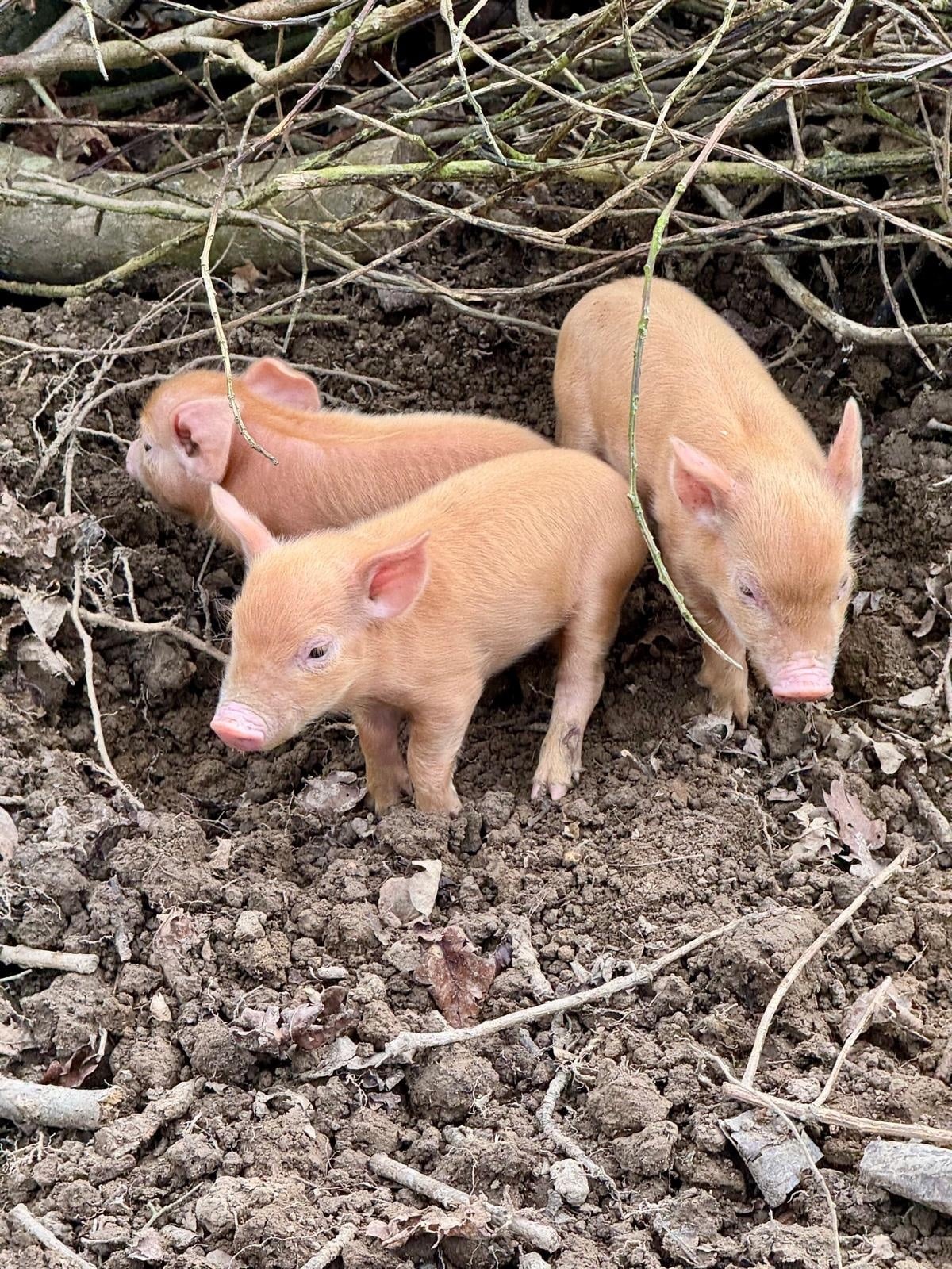 Crowborough Tamworth weaners for sale