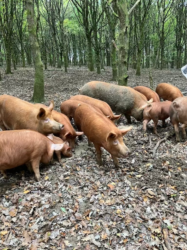 Tamworth weaners for sale - Livestock in Crowborough