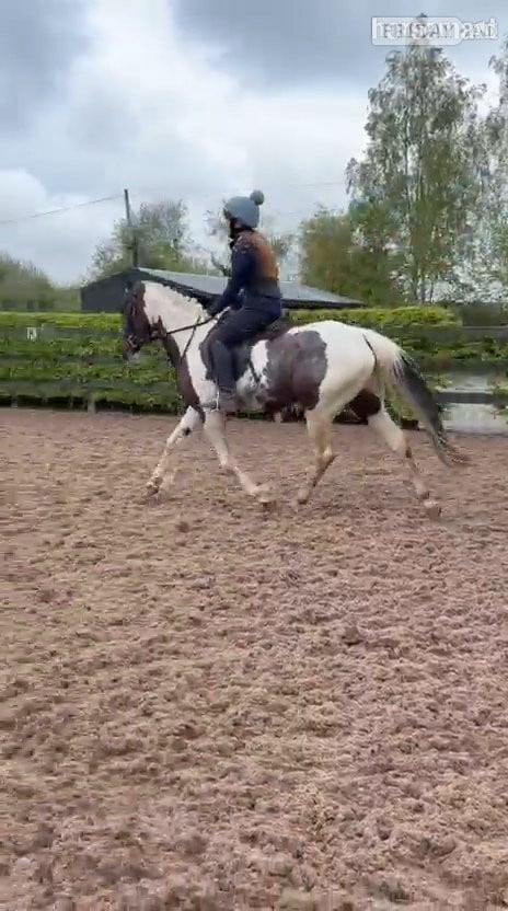 "Fea" Skewbald Mare All Rounder - Horses in Armagh