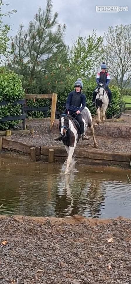 Armagh "Fea" Skewbald Mare All Rounder