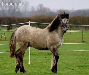 "Leo" Grey Gelding Mountain & Moorland Pony