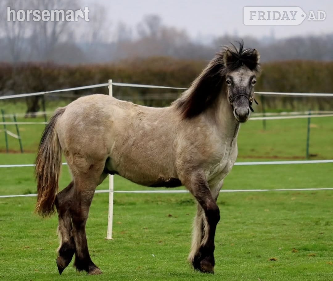 "Leo" Grey Gelding Mountain & Moorland Pony in Peterborough