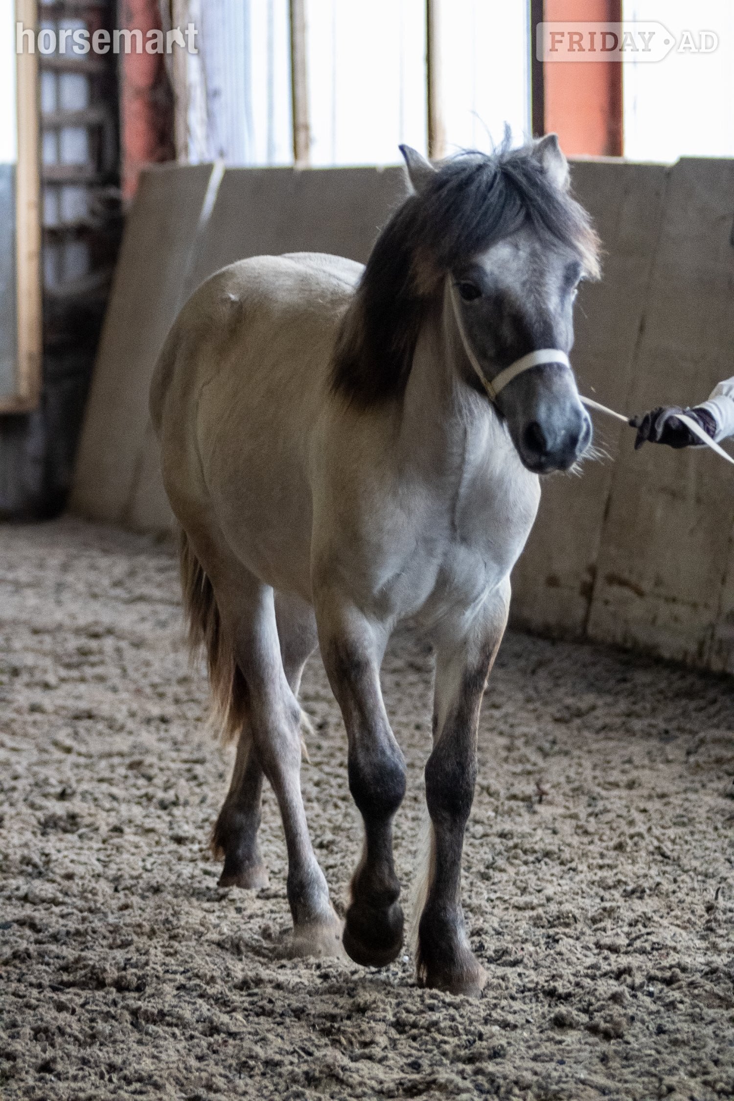 "Leo" Grey Gelding Mountain & Moorland Pony
