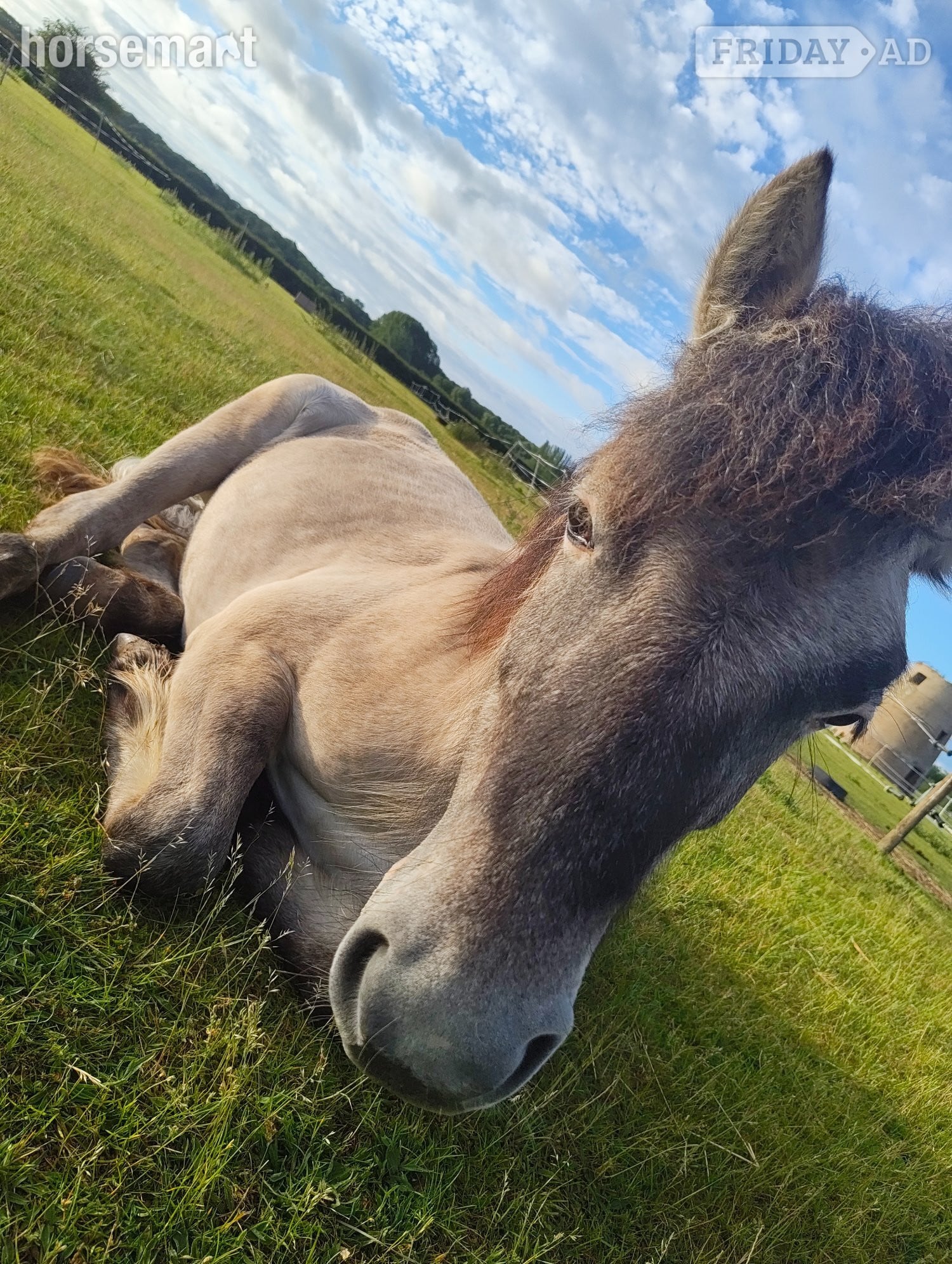 "Leo" Grey Gelding Mountain & Moorland Pony - Horses in Peterborough