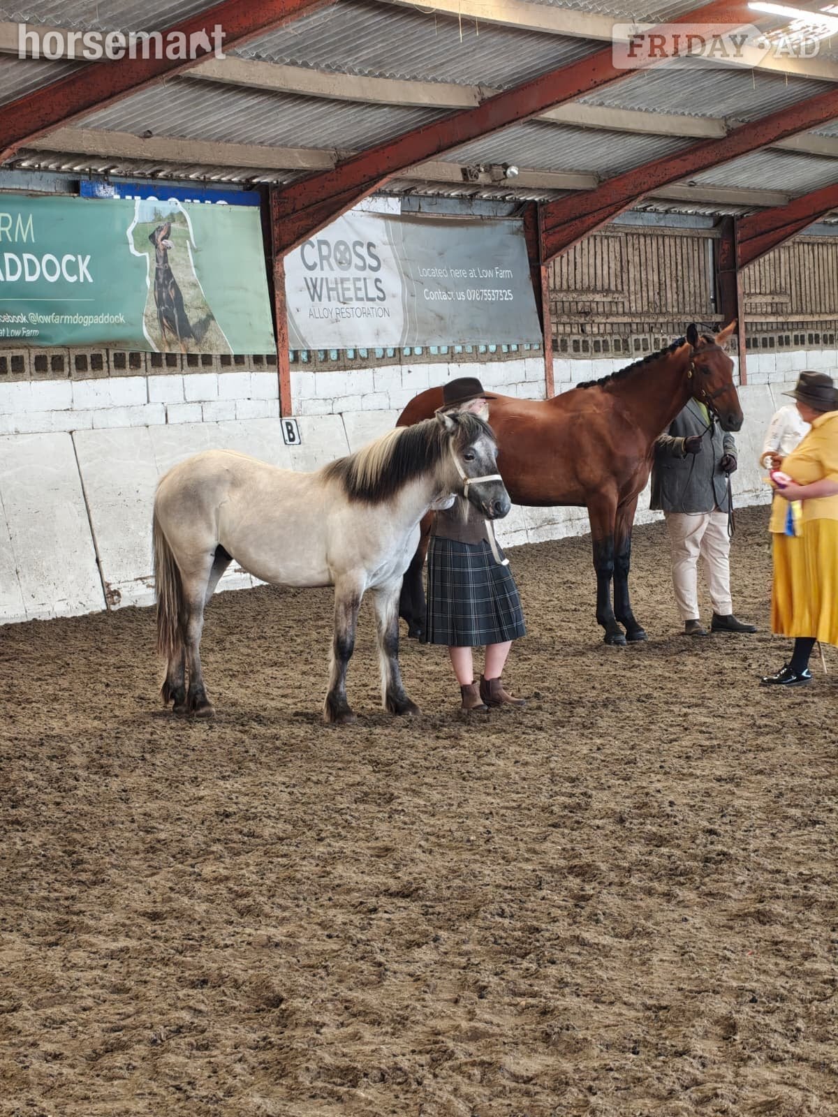"Leo" Grey Gelding Mountain & Moorland Pony - Horses