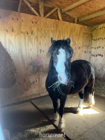 "Charlie" Black Gelding Mountain & Moorland Pony