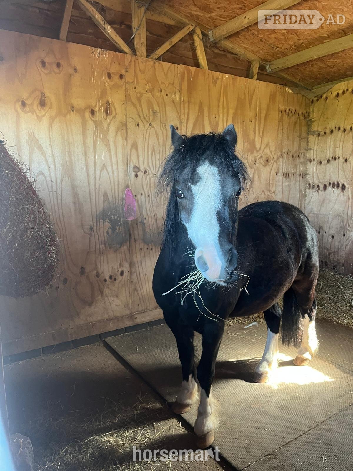 "Charlie" Black Gelding Mountain & Moorland Pony in Burton upon Trent