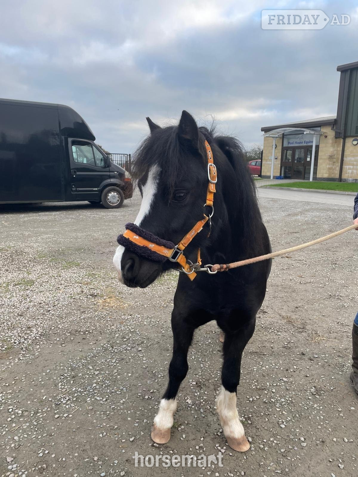 "Charlie" Black Gelding Mountain & Moorland Pony