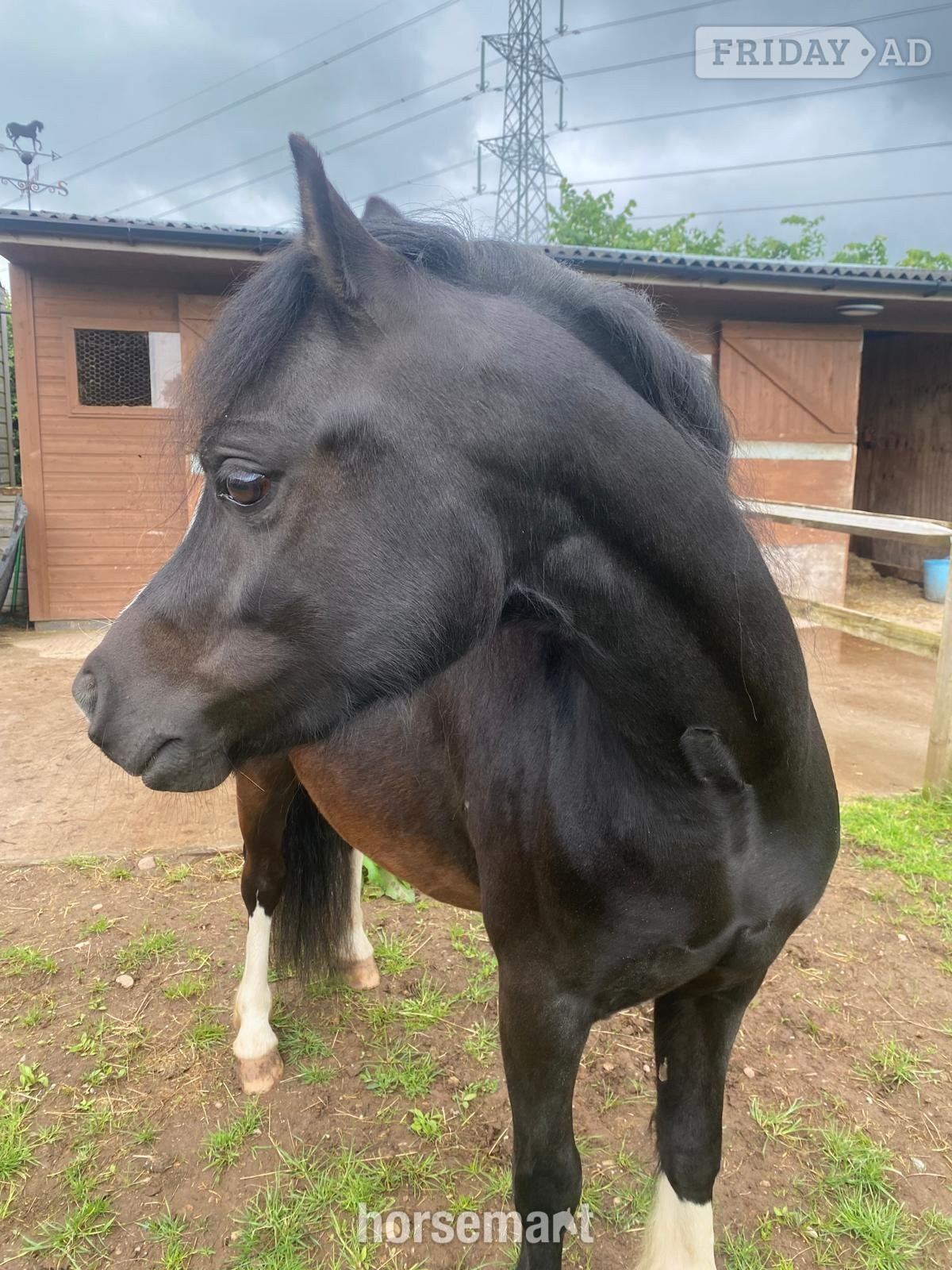 Burton upon Trent "Charlie" Black Gelding Mountain & Moorland Pony