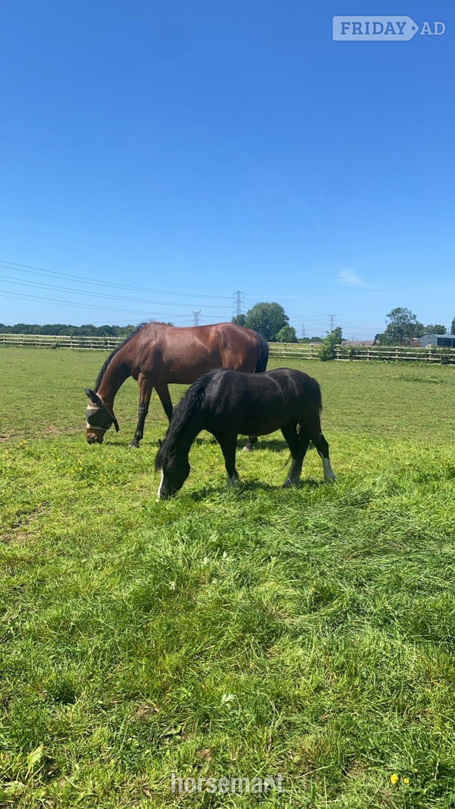 "Charlie" Black Gelding Mountain & Moorland Pony - Horses in Burton upon Trent