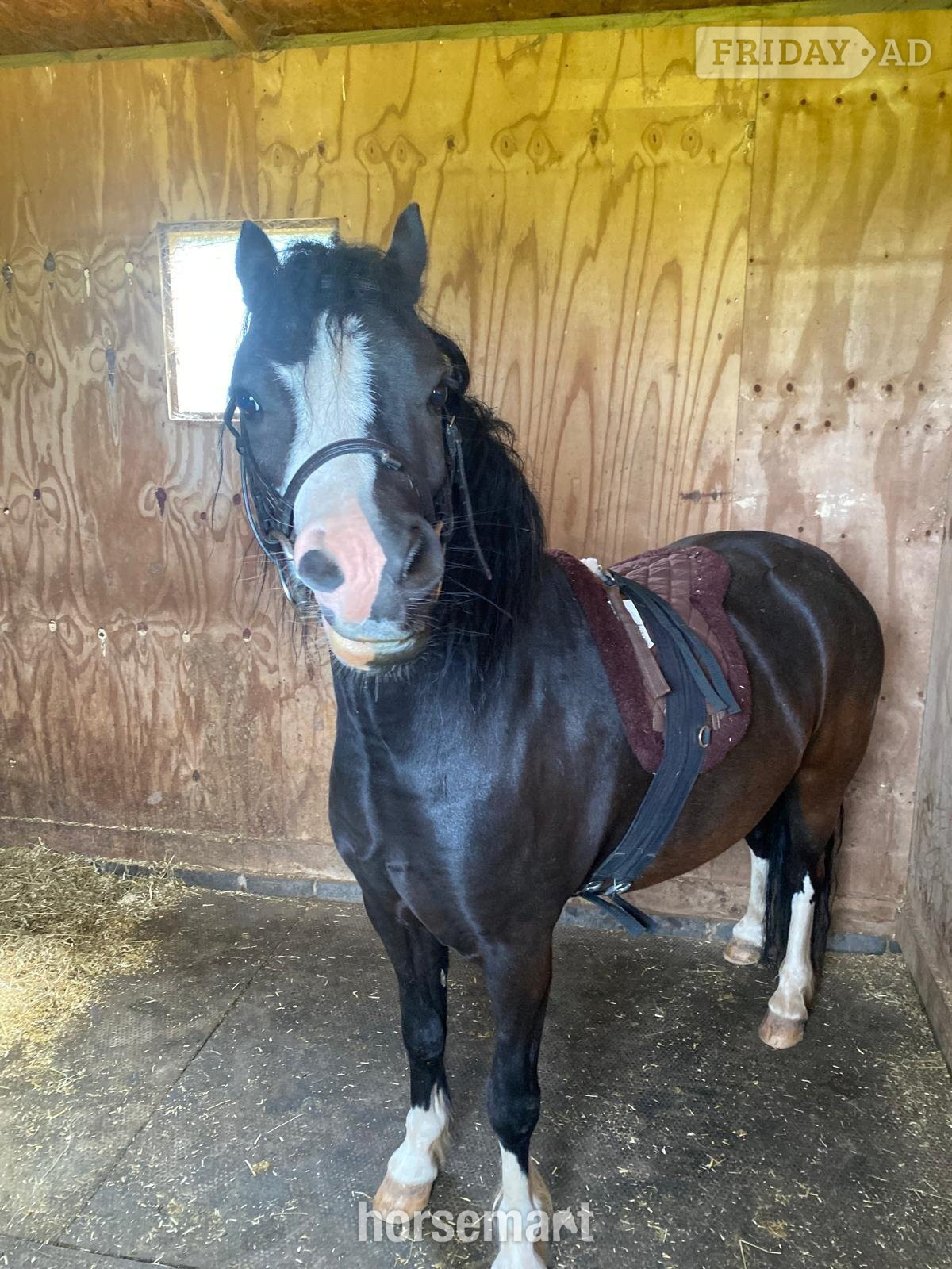 "Charlie" Black Gelding Mountain & Moorland Pony - Horses