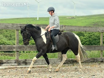 "Willow" Piebald Mare All Rounder