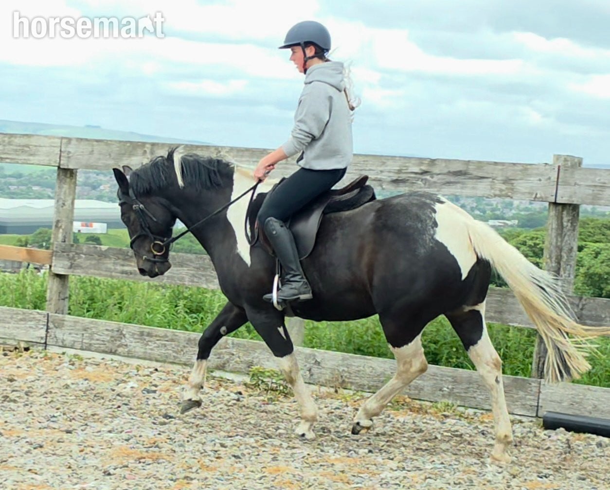 Burnley "Willow" Piebald Mare All Rounder