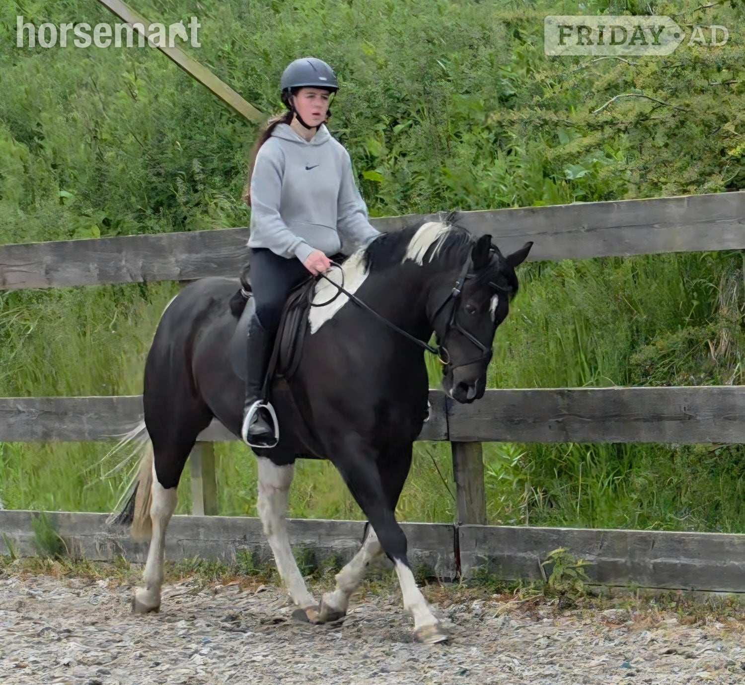 "Willow" Piebald Mare All Rounder