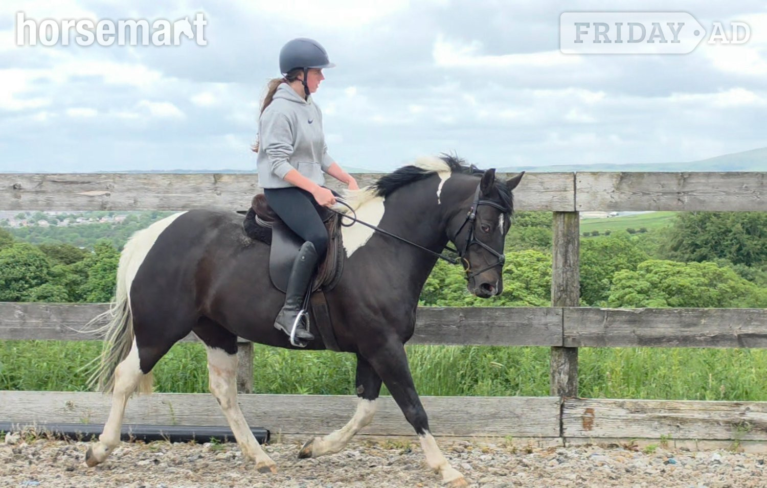 "Willow" Piebald Mare All Rounder - Horses in Burnley
