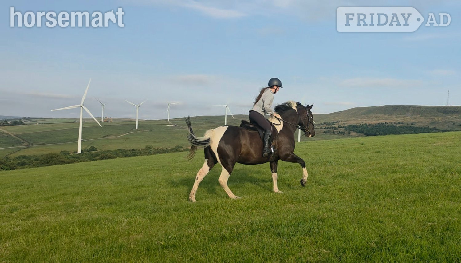 "Willow" Piebald Mare All Rounder - Horses