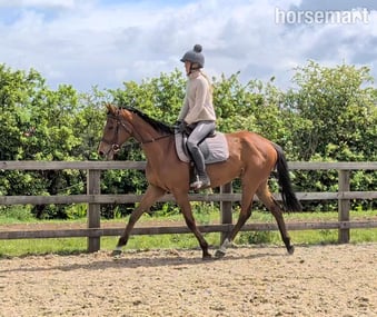 "Coco" Bay Mare Ex Racehorse