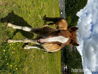 "Bambi clover " Chestnut Filly Mountain & Moorland Pony