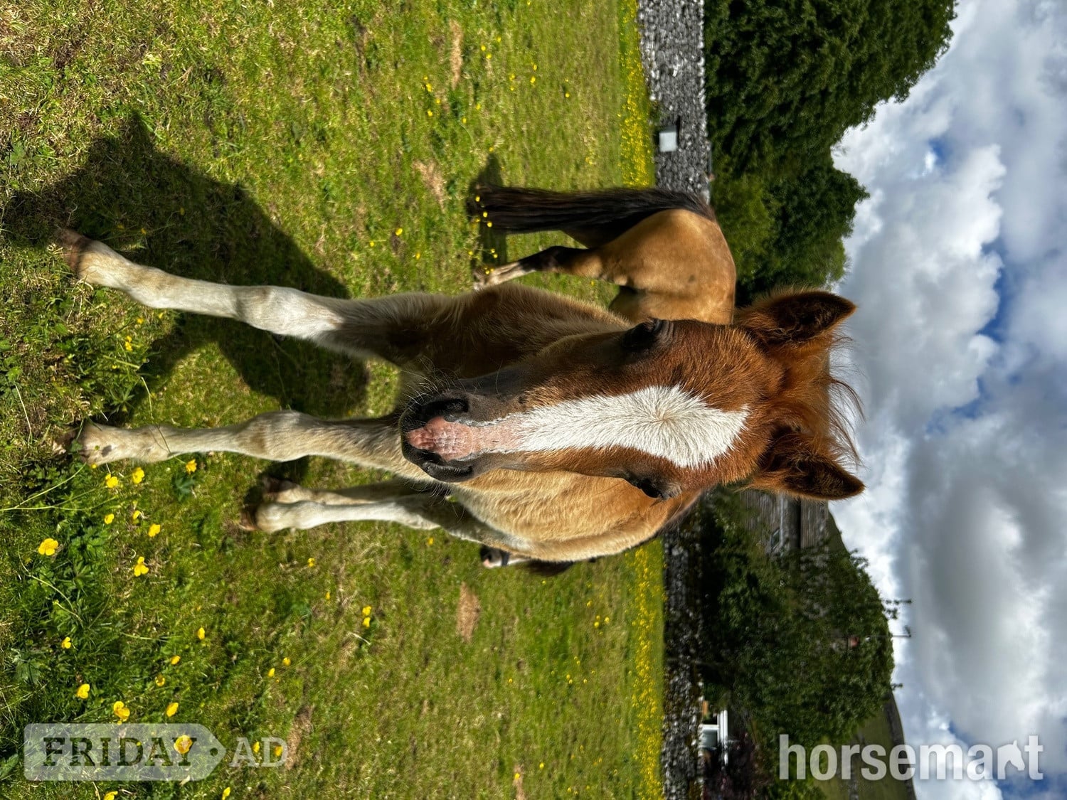 "Bambi clover " Chestnut Filly Mountain & Moorland Pony in Skipton