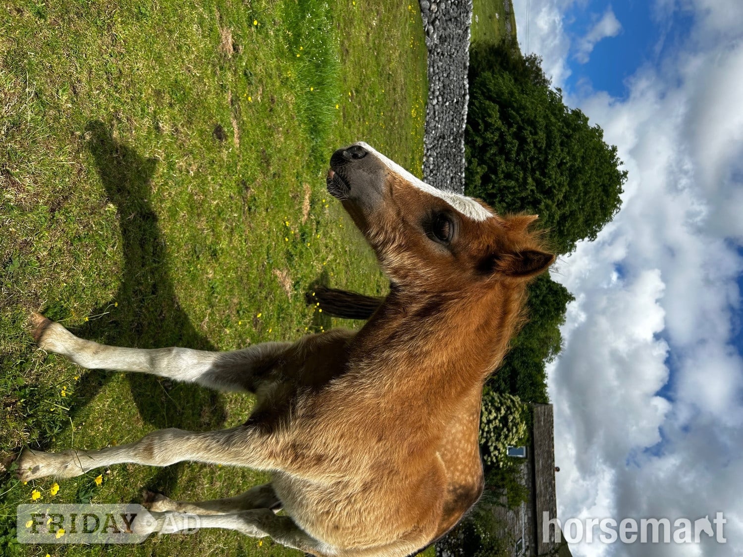 "Bambi clover " Chestnut Filly Mountain & Moorland Pony