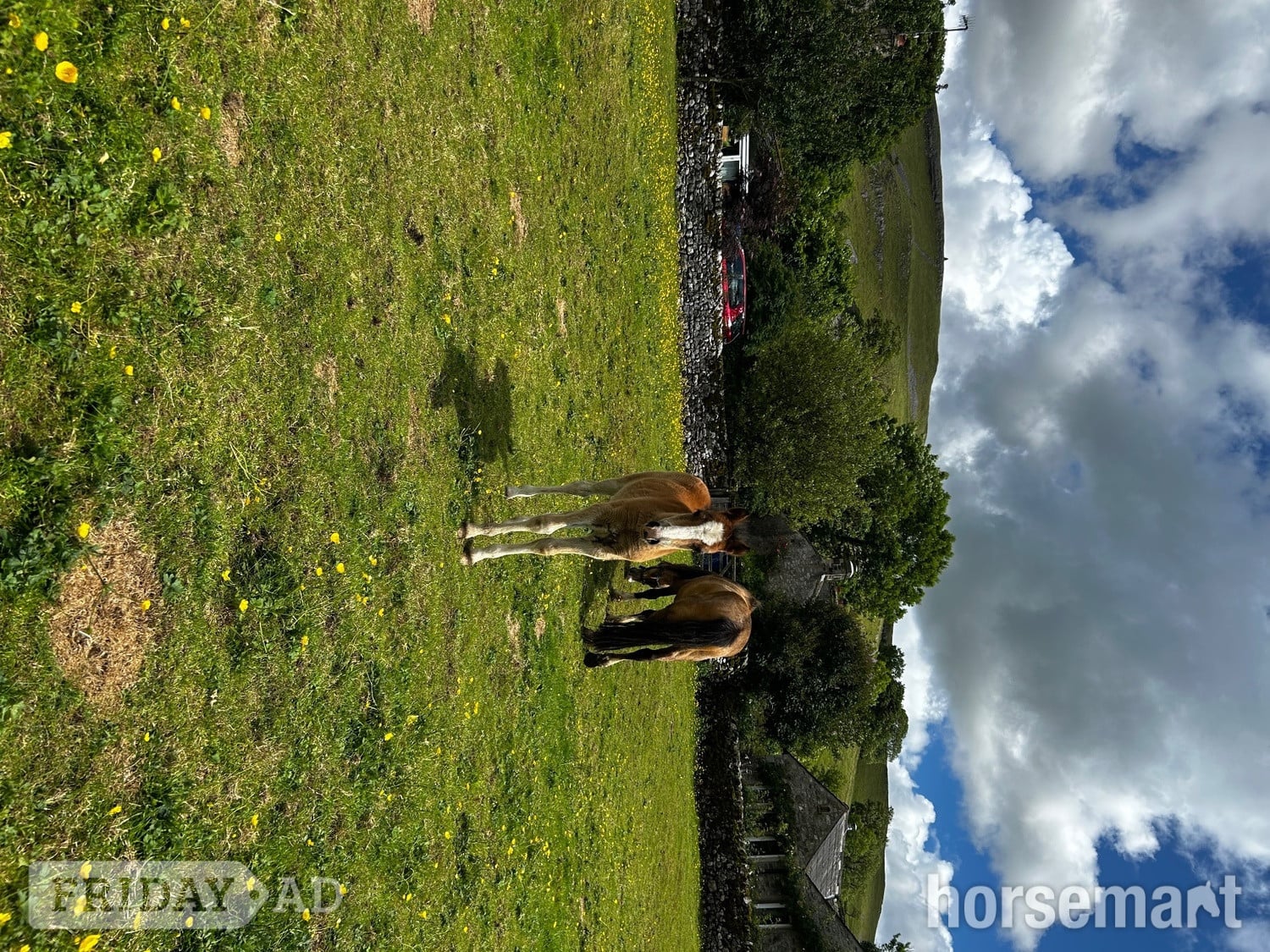 Skipton "Bambi clover " Chestnut Filly Mountain & Moorland Pony