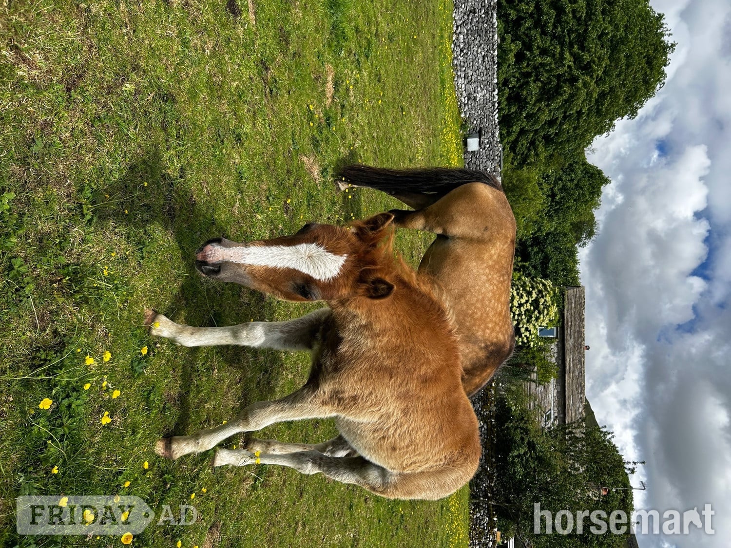 "Bambi clover " Chestnut Filly Mountain & Moorland Pony - Horses in Skipton