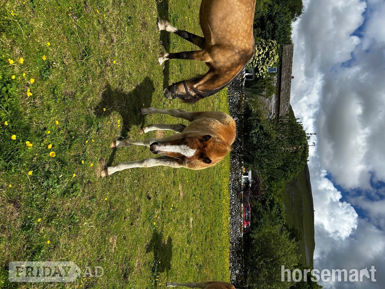 "Bambi clover " Chestnut Filly Mountain & Moorland Pony - Horses