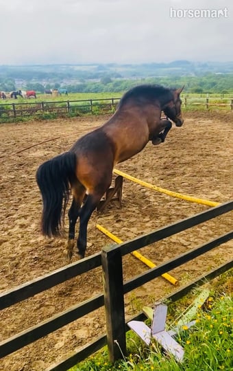 "motchee" Bay Filly All Rounder