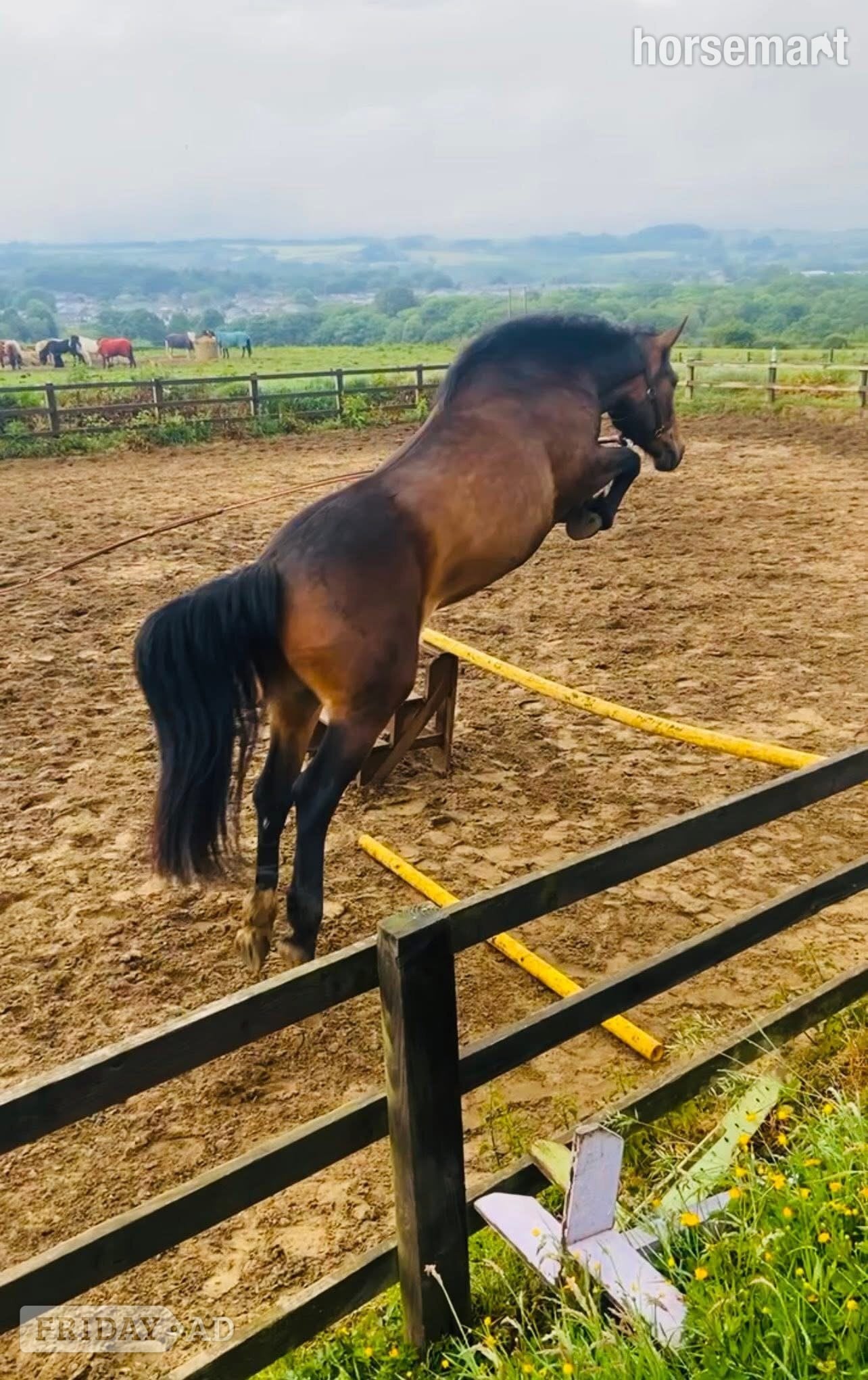 "motchee" Bay Filly All Rounder in Durham