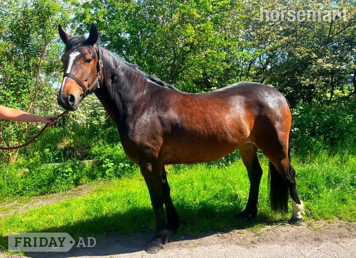 "motchee" Bay Filly All Rounder