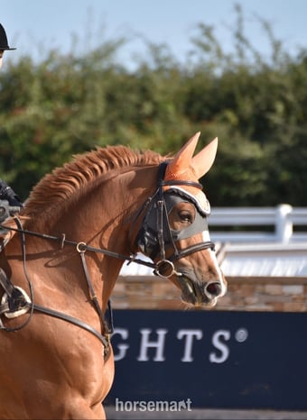 "Arkenzo Sunrise (Enzo)" Chestnut Gelding All Rounder