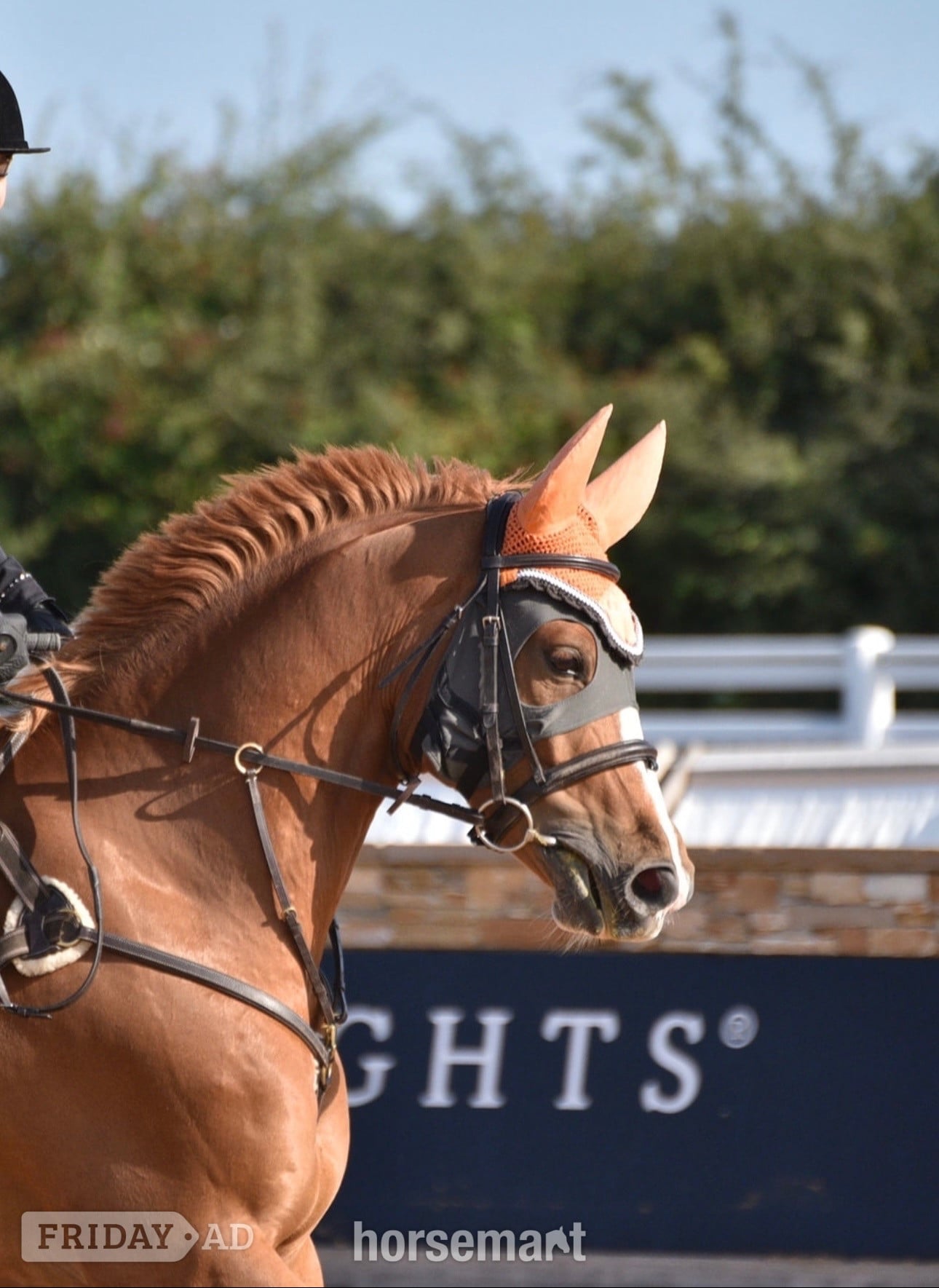 "Arkenzo Sunrise (Enzo)" Chestnut Gelding All Rounder in Walsall
