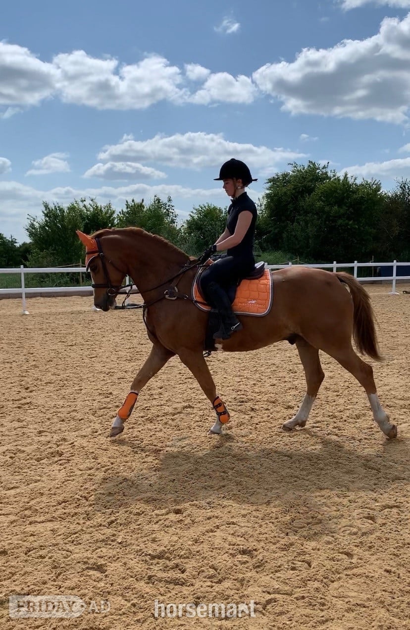"Arkenzo Sunrise (Enzo)" Chestnut Gelding All Rounder