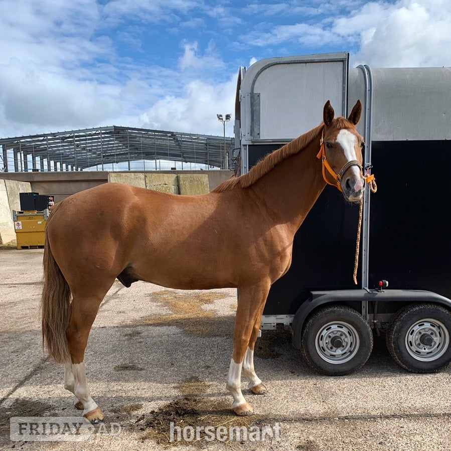 Walsall "Arkenzo Sunrise (Enzo)" Chestnut Gelding All Rounder