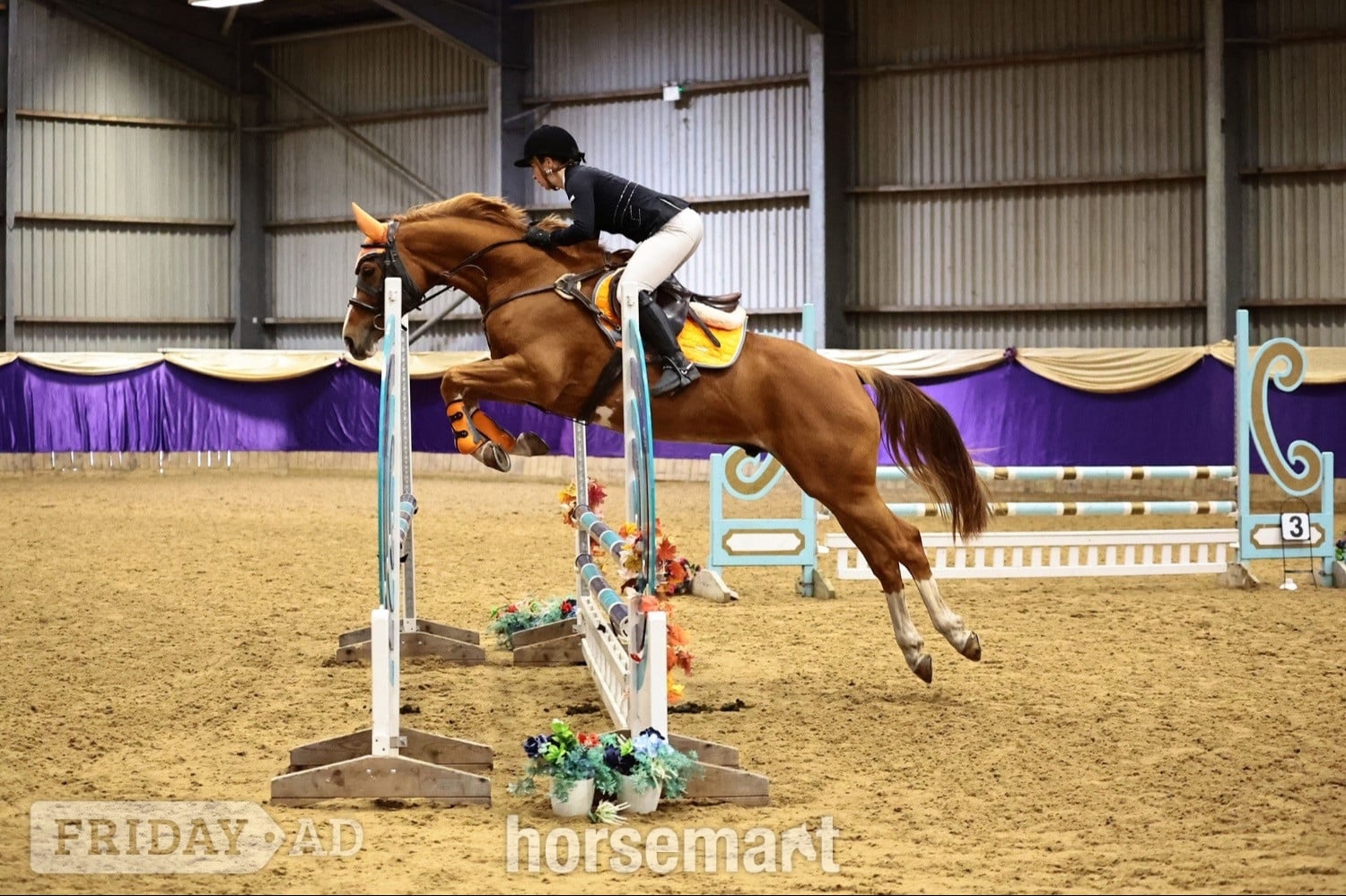 "Arkenzo Sunrise (Enzo)" Chestnut Gelding All Rounder - Horses in Walsall