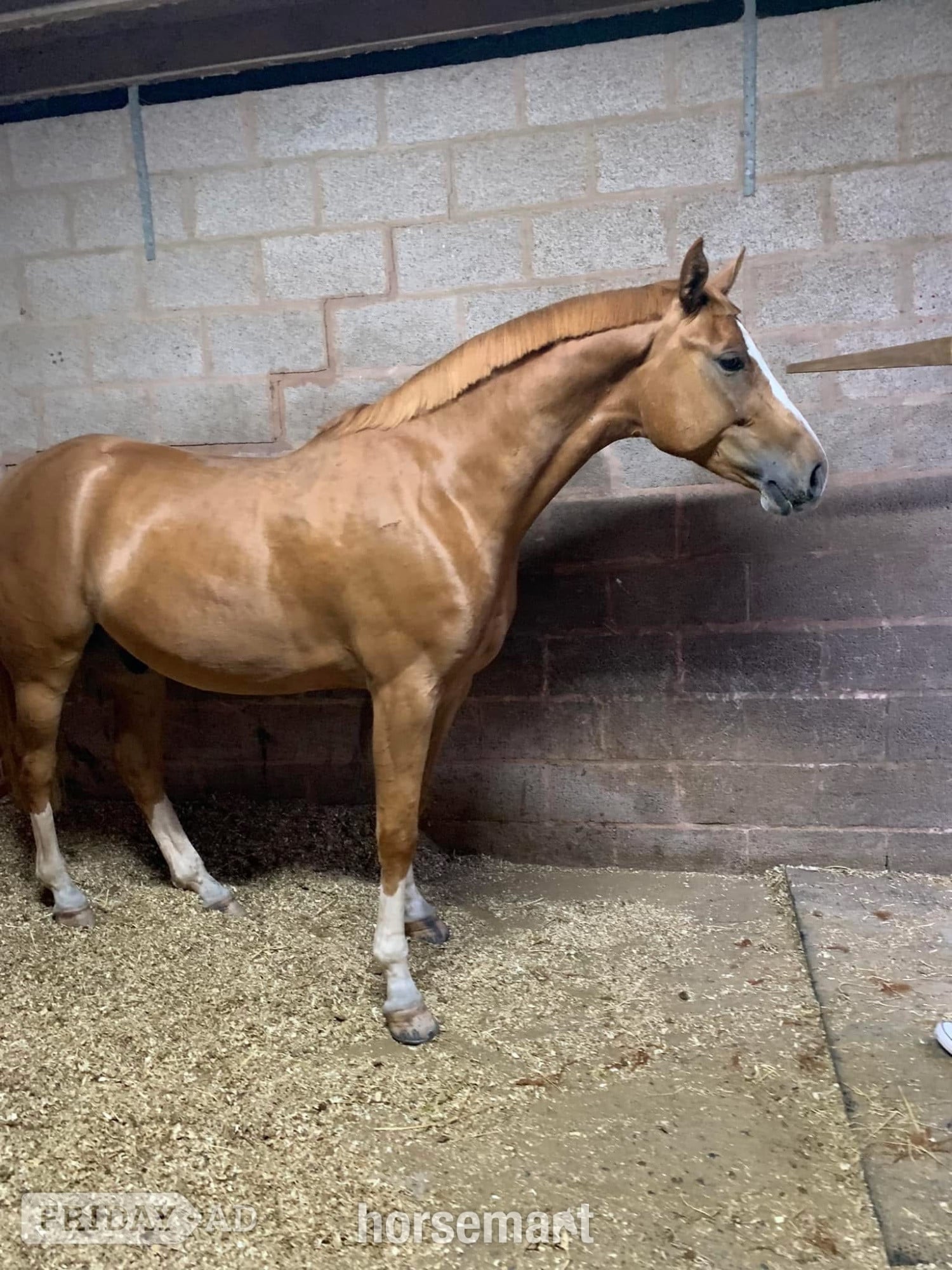 "Arkenzo Sunrise (Enzo)" Chestnut Gelding All Rounder - Horses