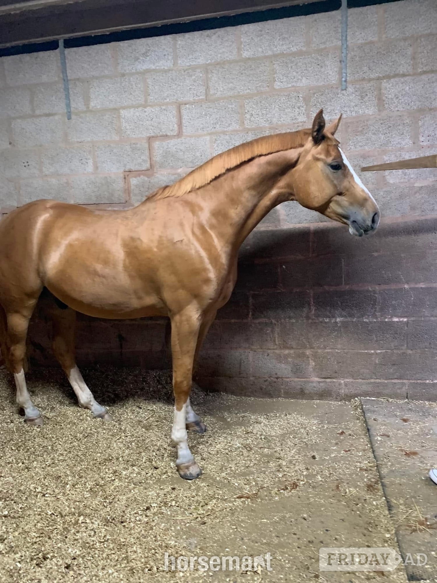 "Arkenzo Sunrise (Enzo)" Chestnut Gelding All Rounder - Horses