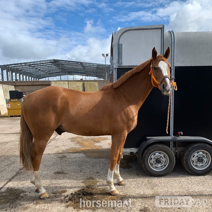 Walsall "Arkenzo Sunrise (Enzo)" Chestnut Gelding All Rounder