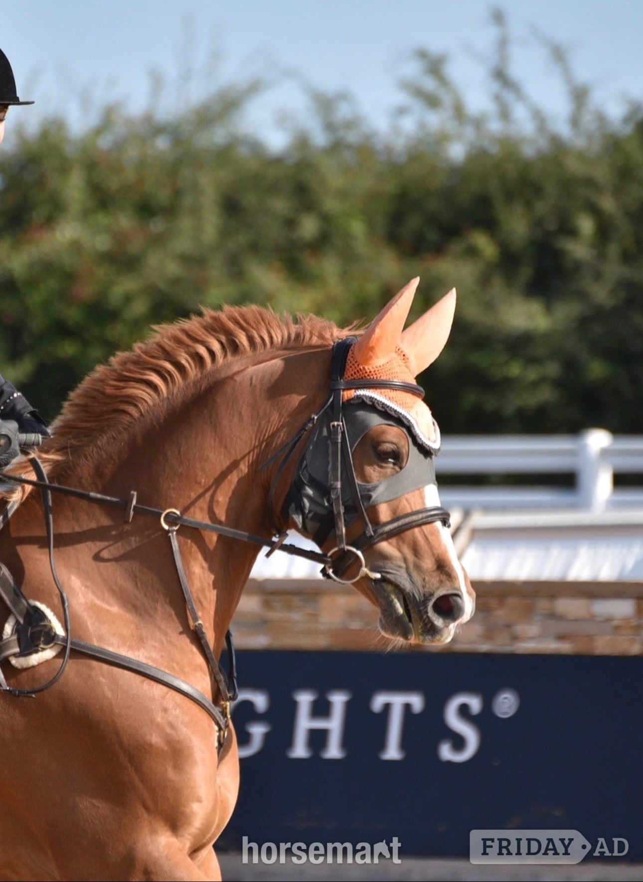 "Arkenzo Sunrise (Enzo)" Chestnut Gelding All Rounder in Walsall