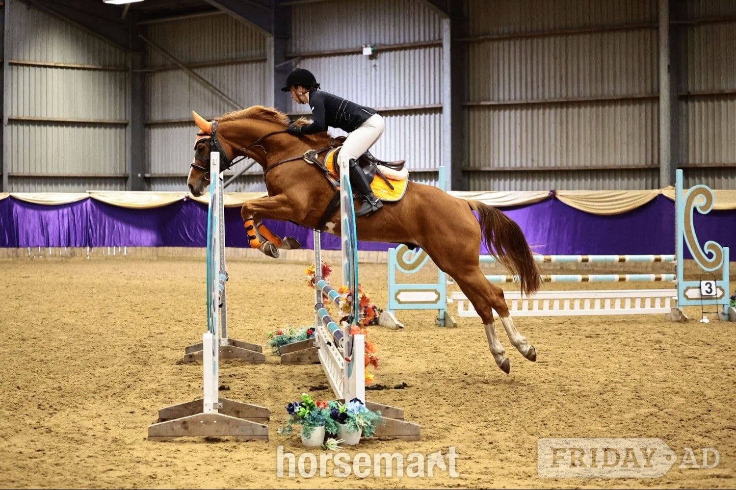 "Arkenzo Sunrise (Enzo)" Chestnut Gelding All Rounder - Horses in Walsall