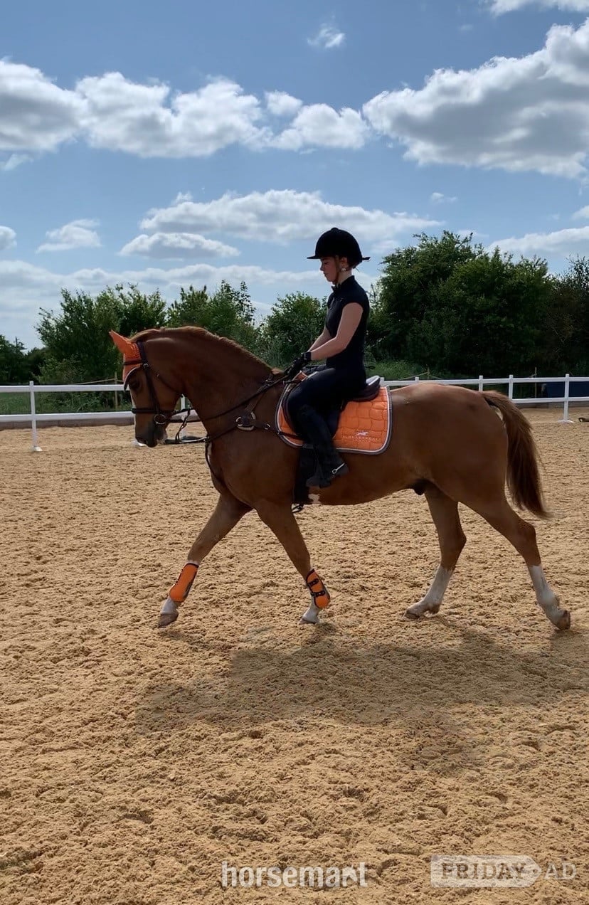 "Arkenzo Sunrise (Enzo)" Chestnut Gelding All Rounder