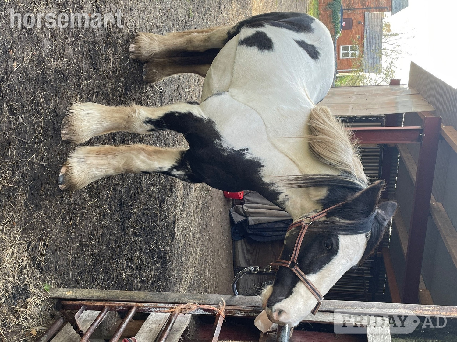Part or Full Loan- Near Alcester (Warks/Worcs border) - Horses in Cookhill