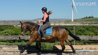 "Jack" Bay Gelding Cob/Heavy Horse