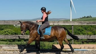 "Jack" Bay Gelding Cob/Heavy Horse