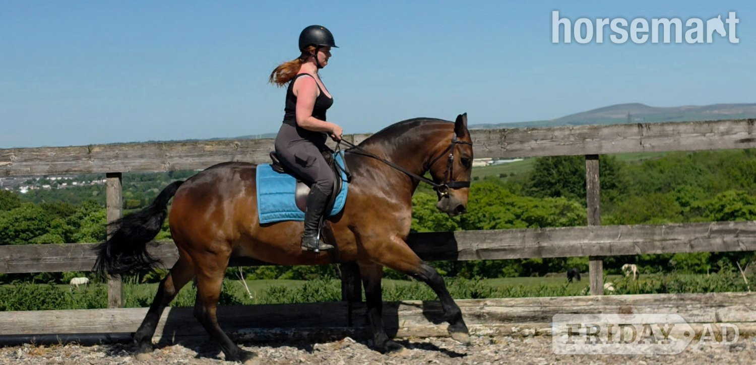 "Jack" Bay Gelding Cob/Heavy Horse
