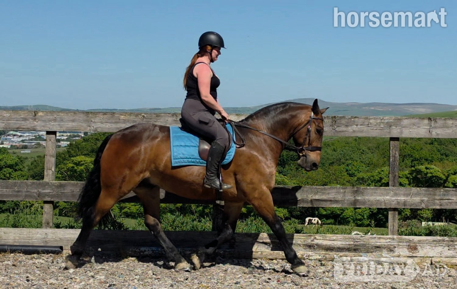 Burnley "Jack" Bay Gelding Cob/Heavy Horse