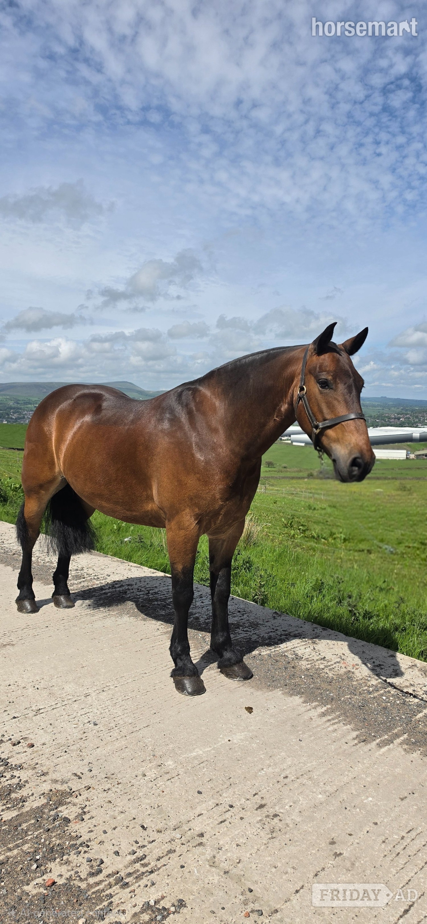 "Jack" Bay Gelding Cob/Heavy Horse - Horses