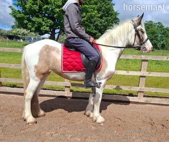 "Violet cheese cake"  Mare Cob/Heavy Horse
