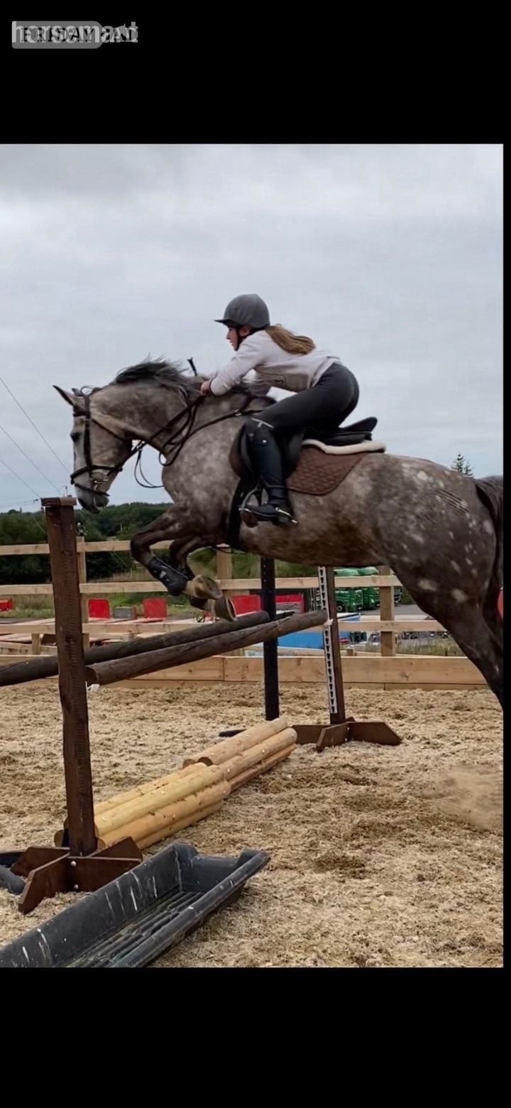 "FORANS COUGAR MINT" Grey Mare All Rounder in Dumfries